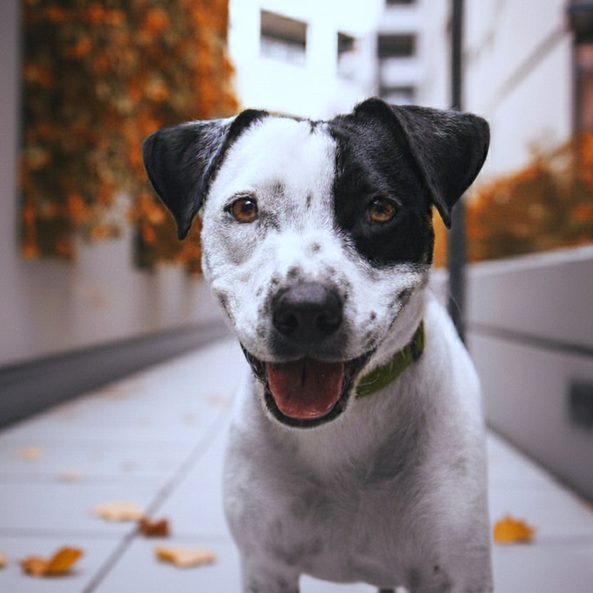 Pet Travel Mix, Match & Wag Bundle