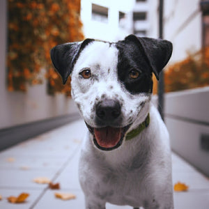 Pet Travel Mix, Match & Wag Bundle